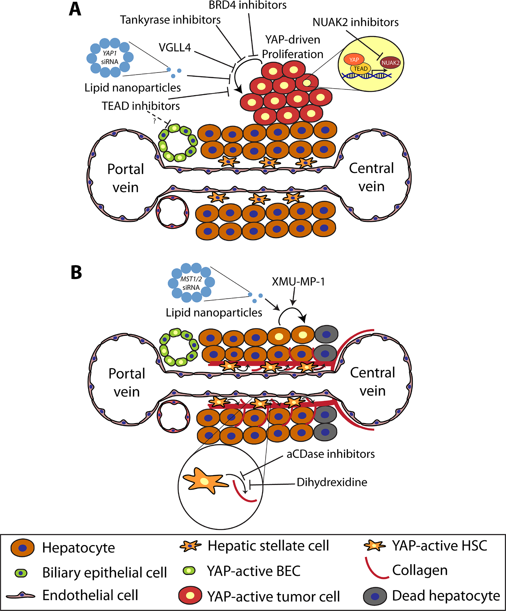 Figure 5)