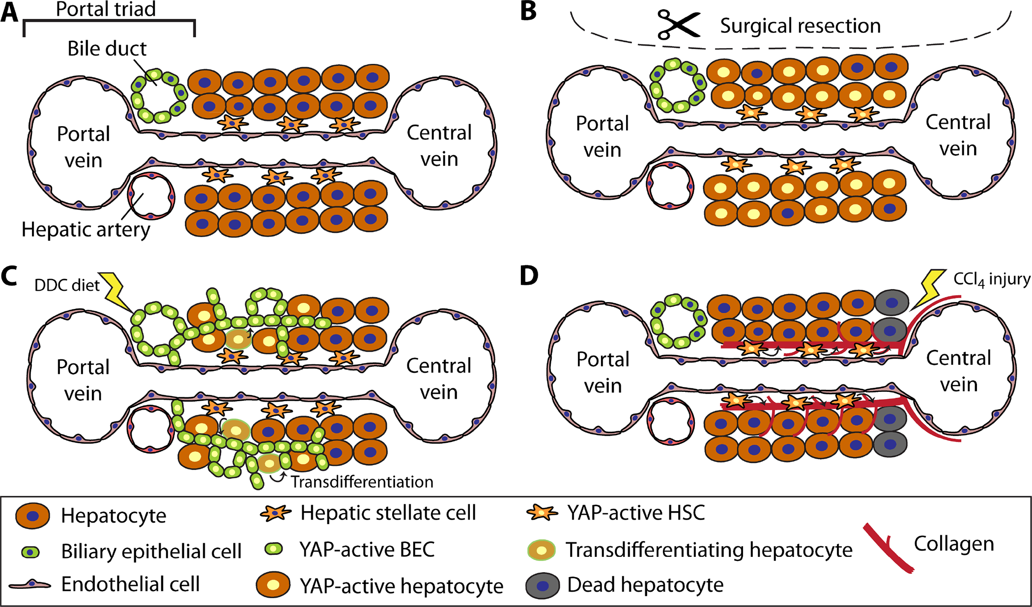 Figure 3)