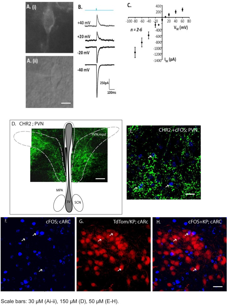 Fig 4