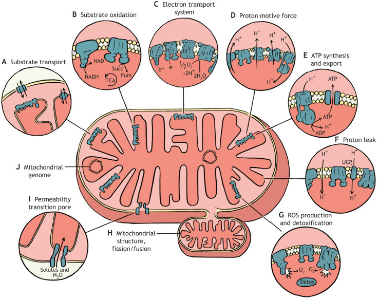 Fig. 1. Many mitochondrial processes can be affected by temperature. Most studies on the effects of temperature on mitochondria have focused on the ability of these organelles to generate ATP through oxidative phosphorylation. The first step in this process is substrate transport (A) into the mitochondria, followed by substrate oxidation (B) by the tricarboxylic acid cycle (TCA cycle) to generate the electron carriers nicotinamide adenine dinucleotide (NADH) and flavin adenine dinucleotide (FADH2). These carriers donate their electrons to the proteins of the electron transport system (ETS) (C) in the inner mitochondrial membrane (IMM). The ETS performs a series of redox reactions and harnesses the resulting free energy to drive proton transport (through ETS complexes I, III and IV) from the matrix to the inter-membrane space to generate the proton motive force (PMF) (D). The energy stored in the PMF is then utilized by the F1FO-ATP synthase, also known as complex V of the oxidative phosphorylation system, in the process of ATP synthesis (E), and the resulting ATP is exported from the mitochondria via the adenine nucleotide translocator (ANT). Inefficiencies can arise owing to the loss of PMF via proton leak (F), which can occur via several pathways including directly through the IMM or via proteins such as the ANT and uncoupling proteins (UCP), decreasing the driving force to synthesize ATP. These functions occur in the context of the lipid environment of the IMM, which itself can vary among species or with thermal acclimation, with potential effects on mitochondrial performance. Mitochondrial function generates free radicals (e.g. reactive oxygen species; ROS). The balance between ROS production and detoxification (G) is critical because ROS act as important intracellular signaling molecules at low concentrations but become damaging as their production exceeds mitochondrial and cellular detoxification capacity. Mitochondrial structure (H), which is critical for function, is also dynamic and can be altered through processes including fission and fusion, which may be affected by temperature. Under extreme cellular stress, a protein complex called the permeability transition pore (PTP) (I) can form, causing the release of cytochrome c, triggering cellular apoptosis or necrosis. There is also strong evidence of a relationship between variation in the mitochondrial genome (J) and whole-organism thermal tolerance, emphasizing the potential importance of mitochondrial processes in determining organismal thermal limits. Succ, succinate; Fum, fumarate.