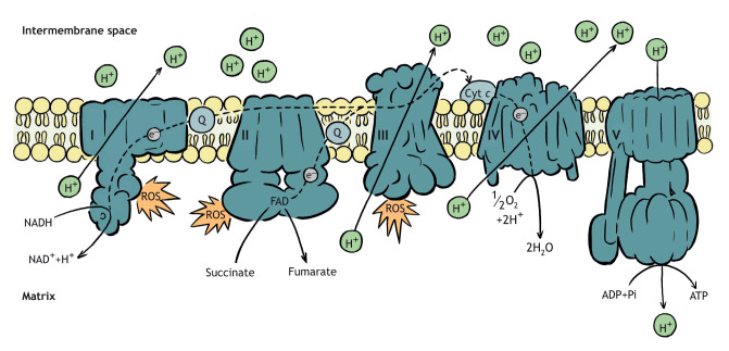 Box 1. The electron transport system of mitochondria