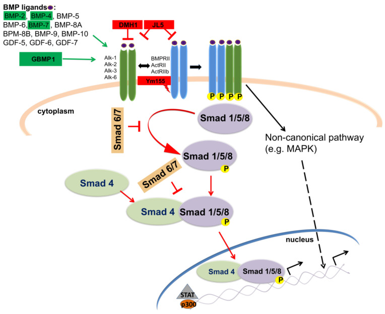 Figure 6