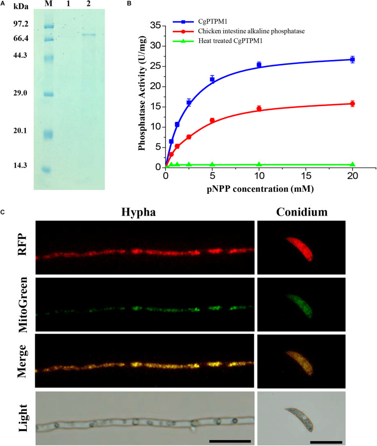 FIGURE 2