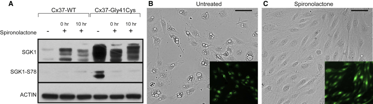 Figure 4