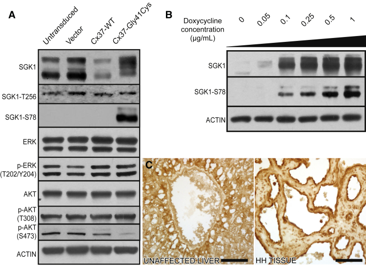 Figure 3