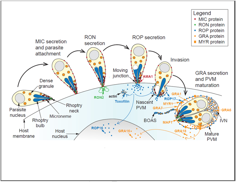 Figure 1: