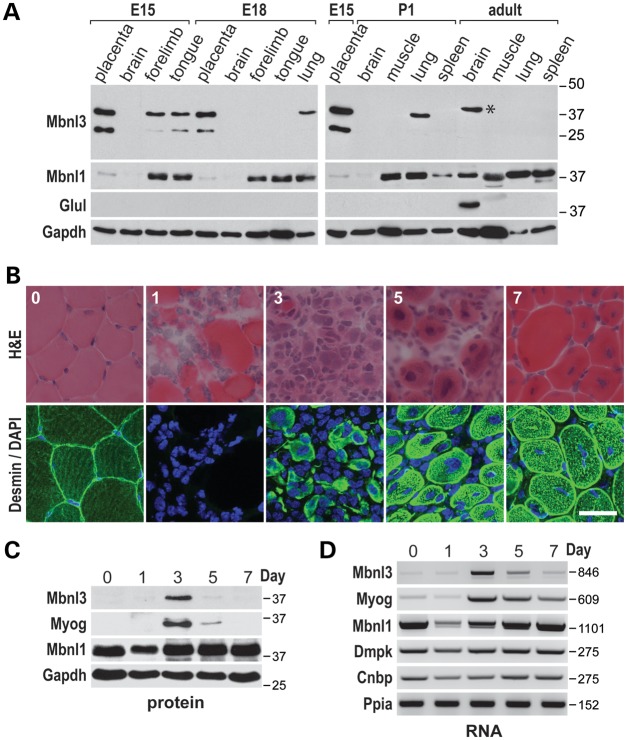 Figure 4.