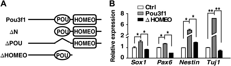 Figure 5—figure supplement 1.