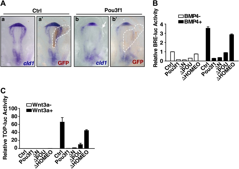 Figure 6—figure supplement 1.