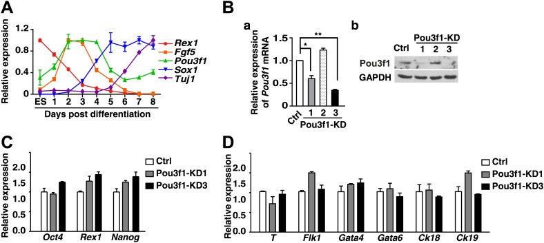 Figure 1—figure supplement 1.