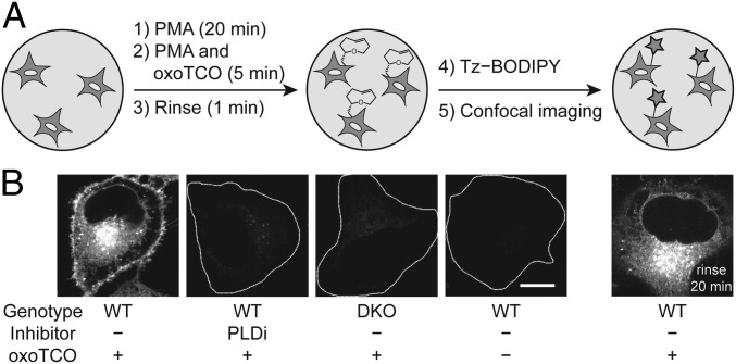 Fig. 4.