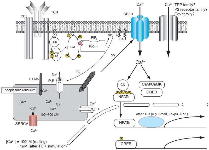 The calcium/NFAT pathway: role in development and function of ...