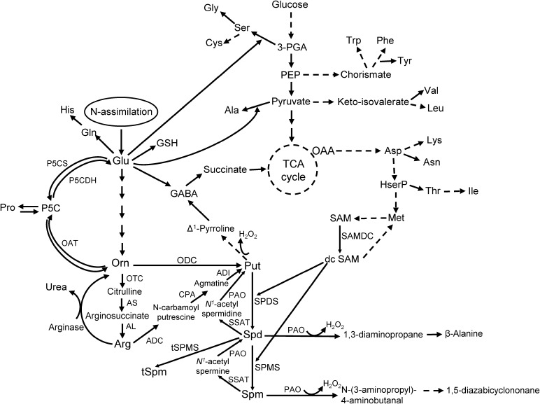 FIGURE 1