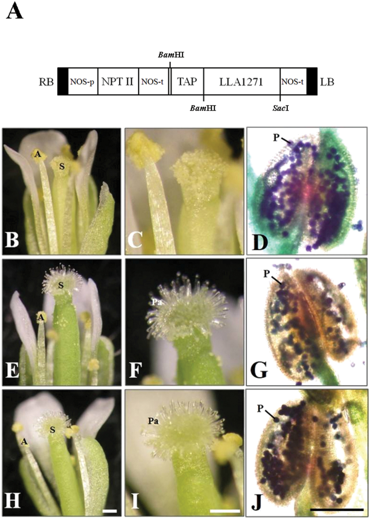 Fig. 8.