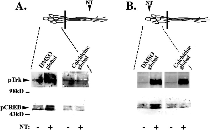 Fig. 9.