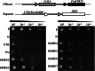 Fig. 12