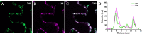 Fig. 11