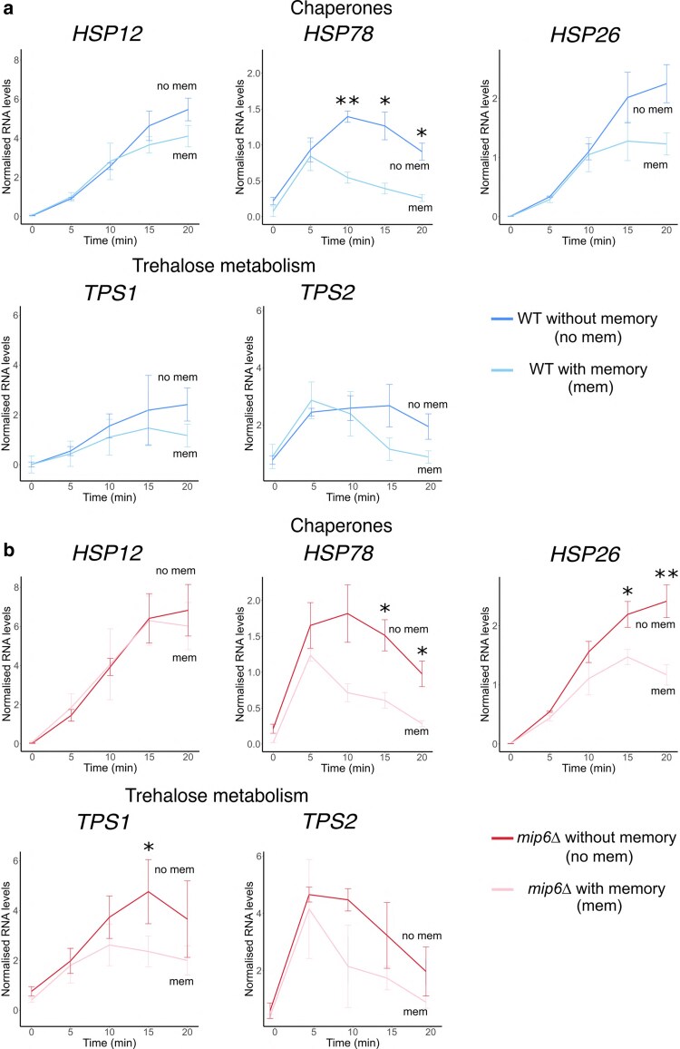 Bar plots of qRT-PCR results showing RNA levels of heat shock-responsive genes (HSP12, HSP78, HSP26, TPS1, TPS2) in WT and mip6Δ strains under no-memory condition. Data include mean ± SE with significance markers (*, **, ***).