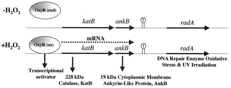 FIG. 1