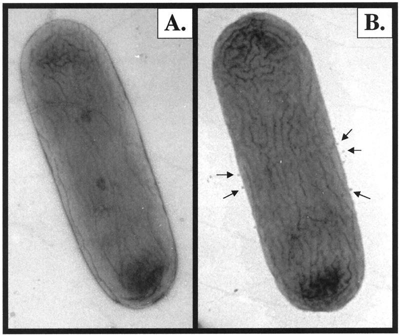 FIG. 6