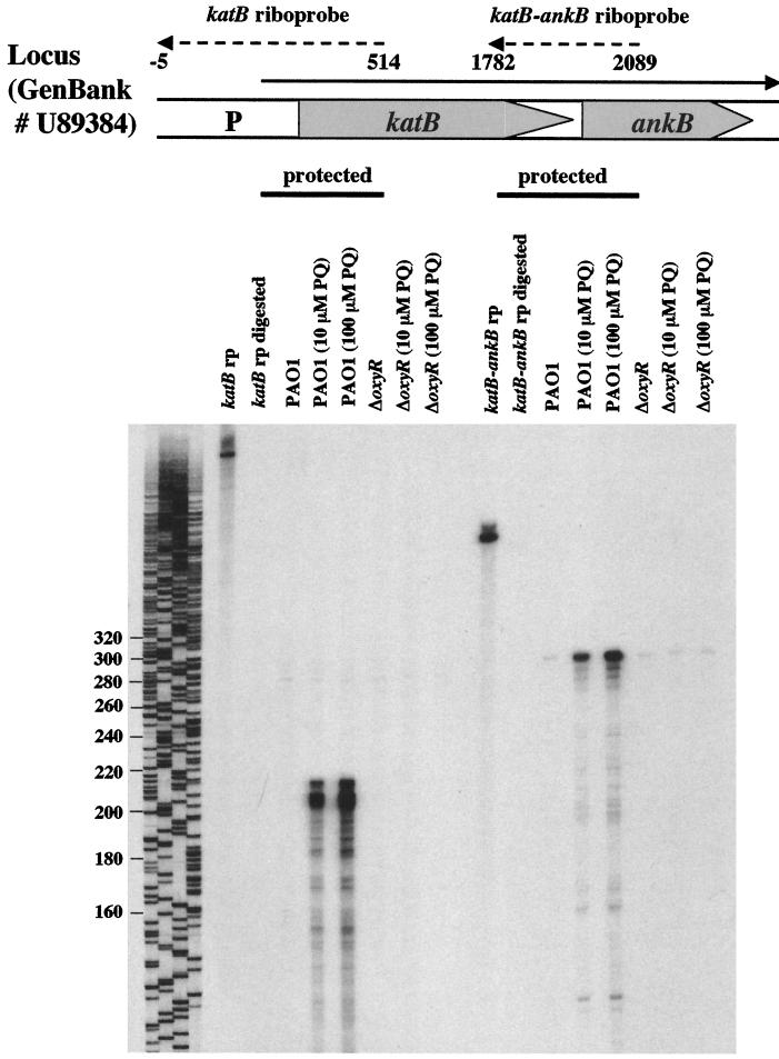 FIG. 5