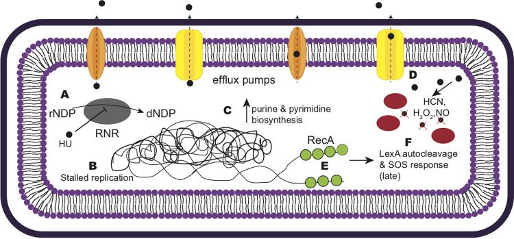 FIG 7