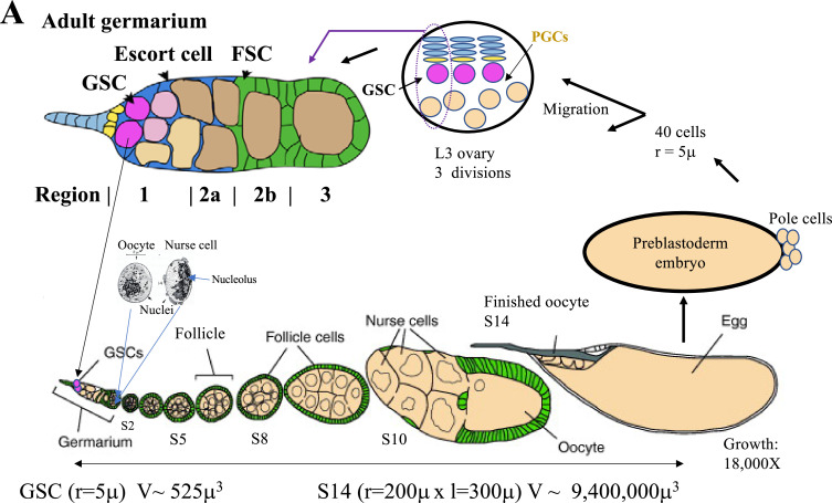 Figure 1—figure supplement 1.