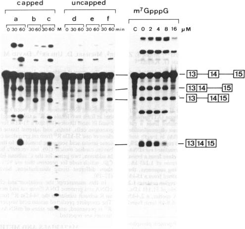 graphic file with name pnas00330-0113-a.jpg