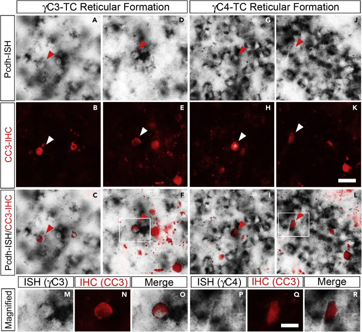 Figure 6