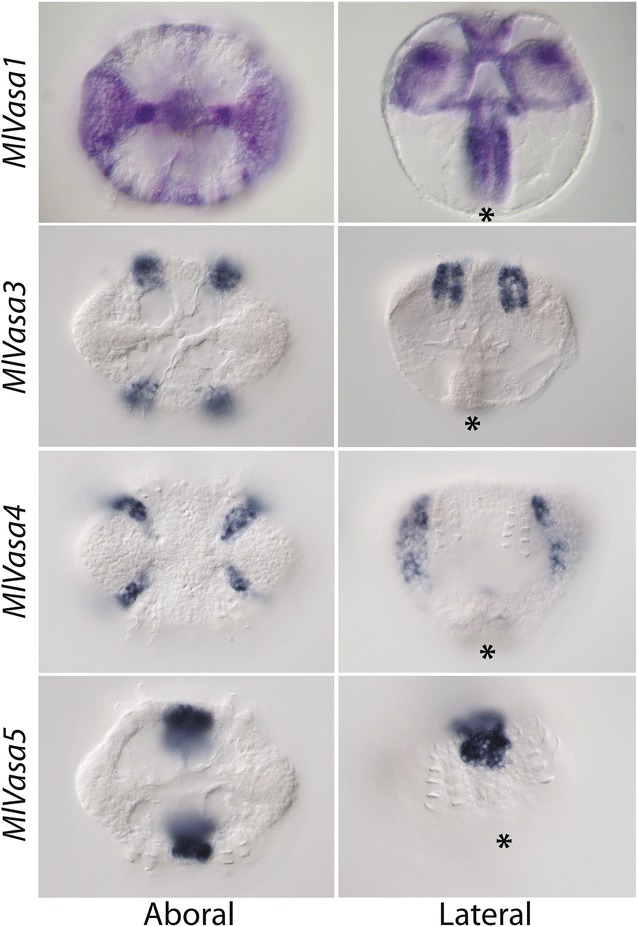 Fig. 3