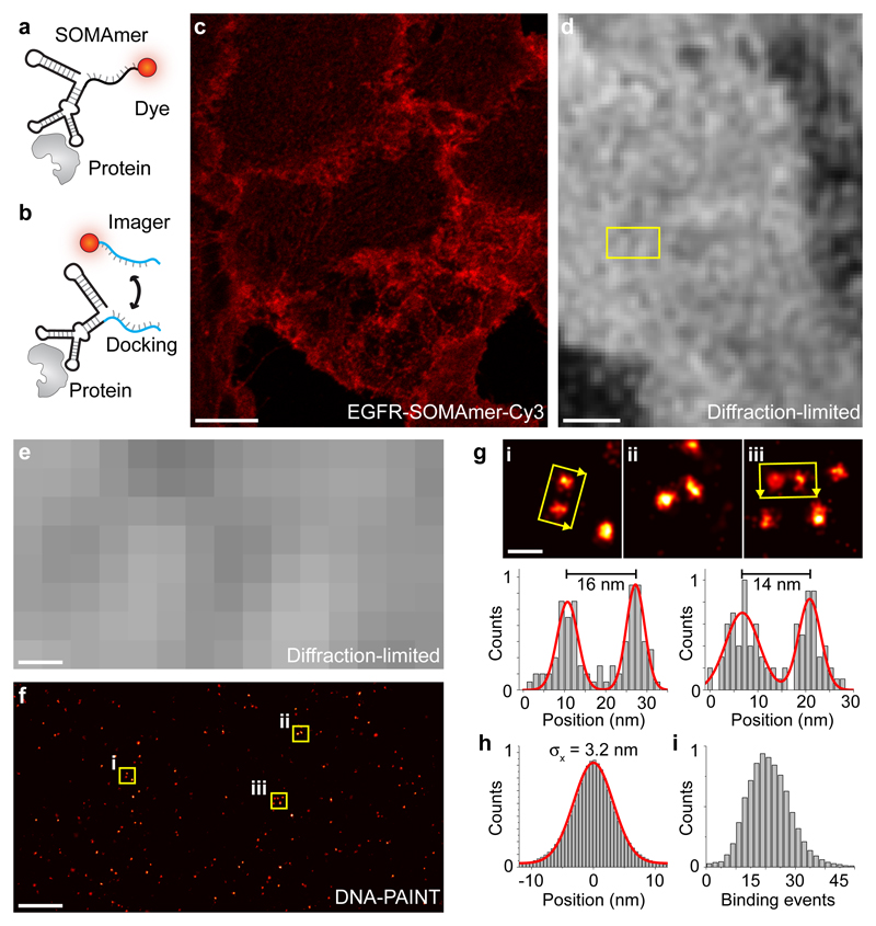 Modified aptamers enable quantitative sub-10-nm cellular DNA-PAINT ...