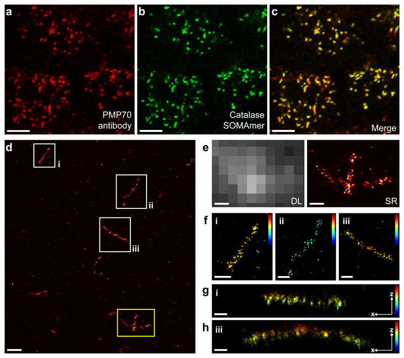 Modified aptamers enable quantitative sub-10-nm cellular DNA-PAINT ...