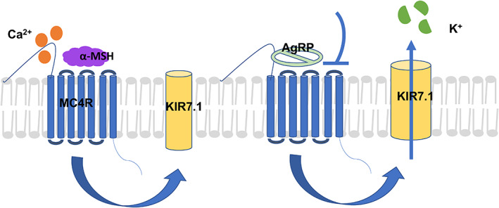 FIGURE 3