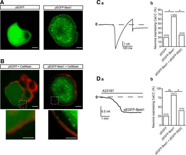 Figure 5.