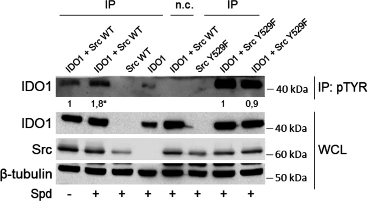 Figure 3—figure supplement 1.