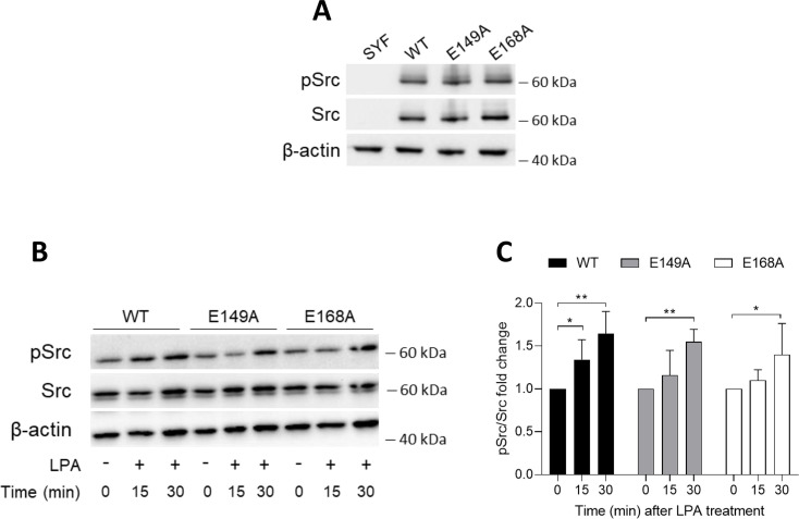 Figure 2—figure supplement 2.