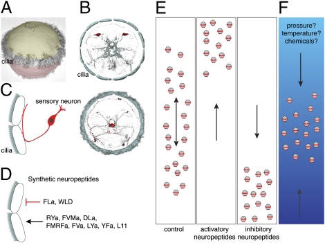 Fig. P1.