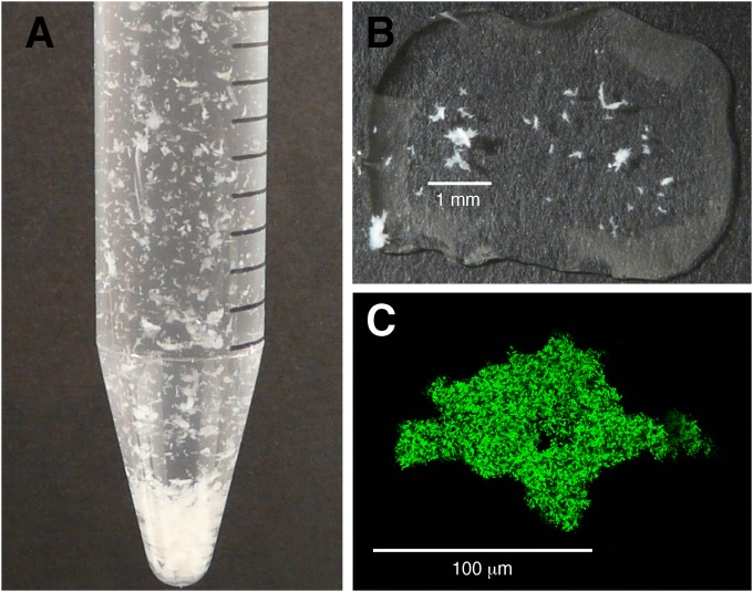 FIG 1