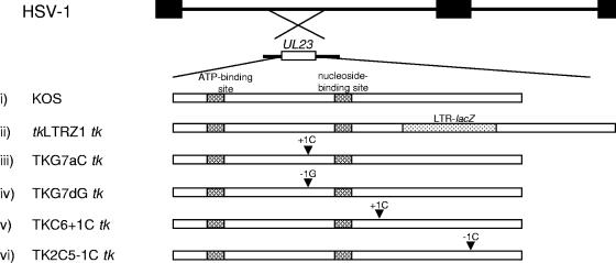 FIG. 1.