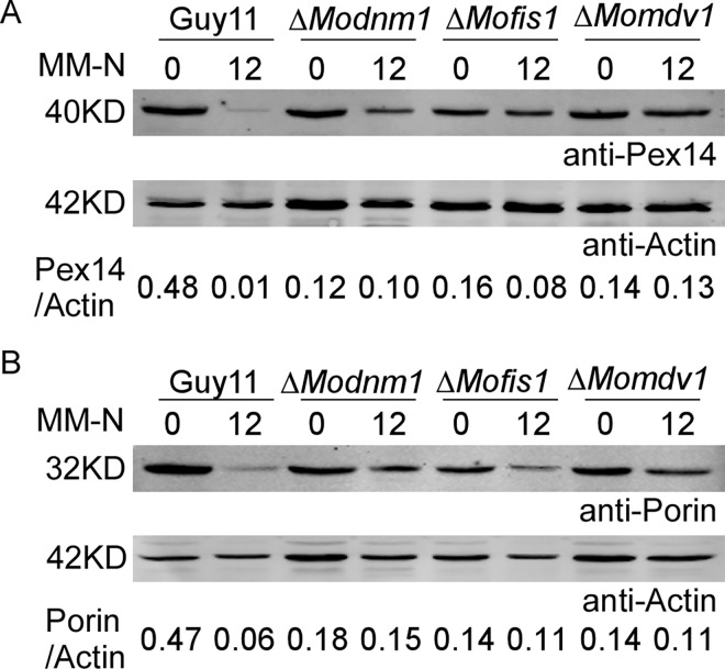 Fig 12