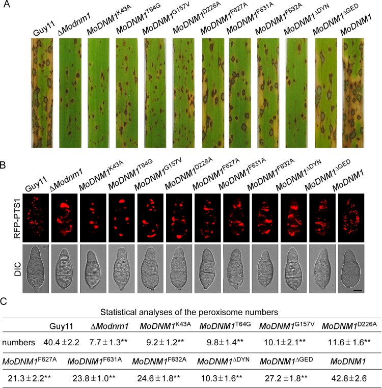 Fig 14