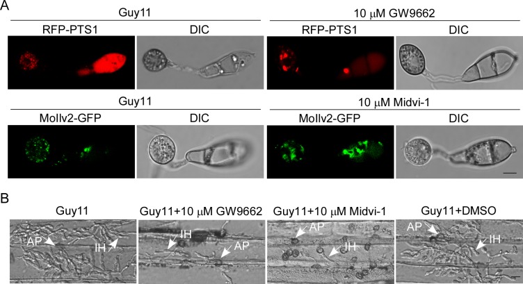 Fig 10