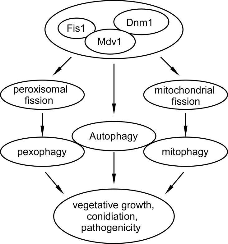 Fig 16