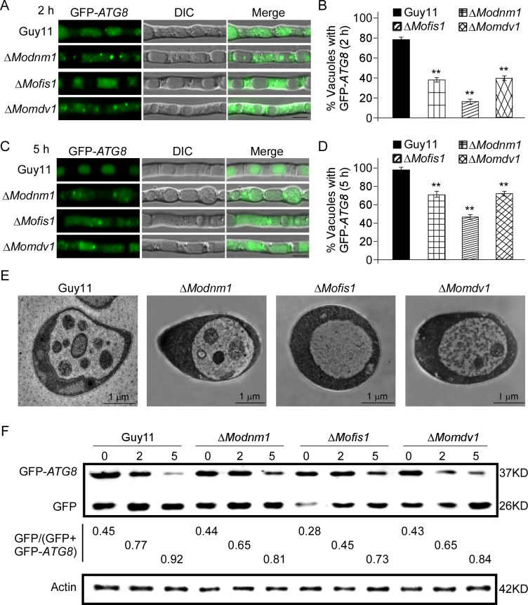 Fig 13