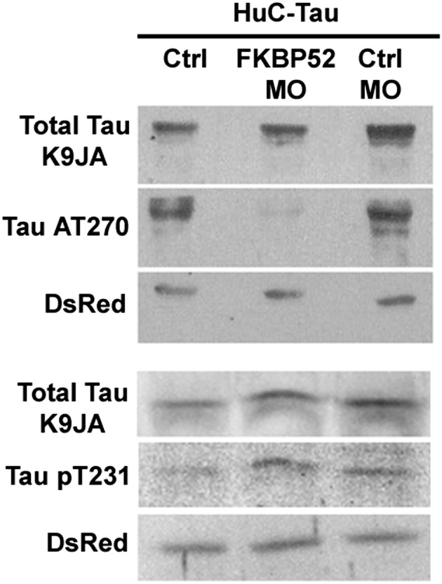 Fig. 7.