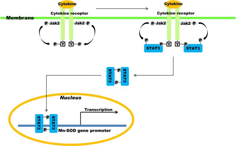 Fig. 2