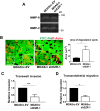 FIGURE 4: