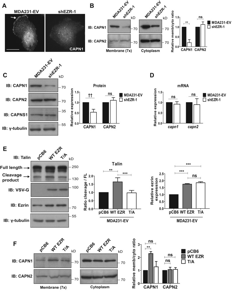 FIGURE 7: