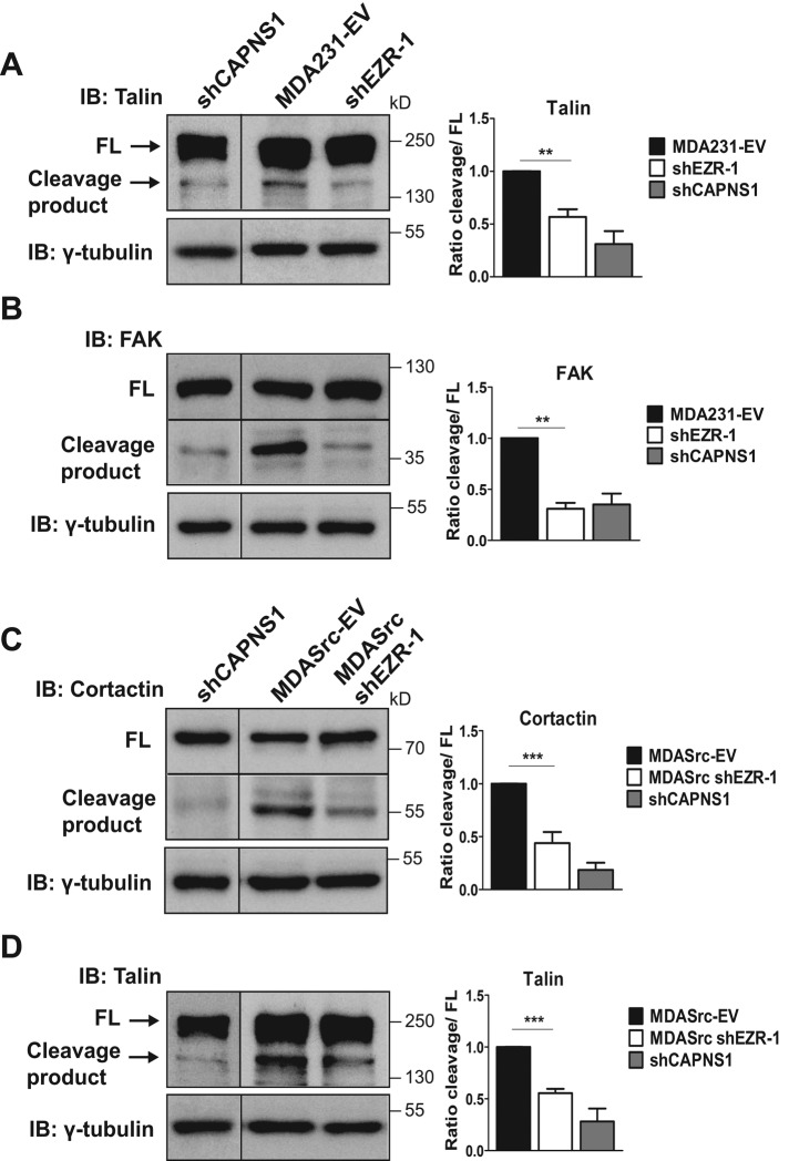 FIGURE 6: