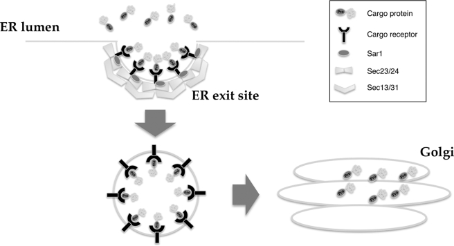 FIGURE 7.